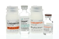 Lincosamides